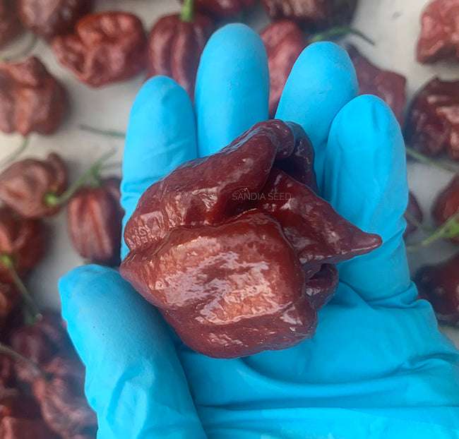 Bright red Trinidad 7 Pot Douglah x Moruga Chocolate pepper seed held in a blue glove, with a background of similar seeds, glossy and wrinkled surface