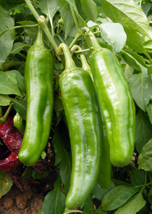NuMex Española Improved Chiles growing on a plant that was grown from one seed