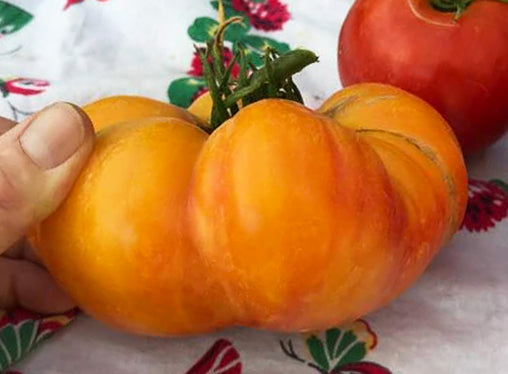 Hand holding a ripe Hillbilly heirloom tomato with orange and red marbled skin. Grown from open-pollinated Hillbilly Tomato Seeds.