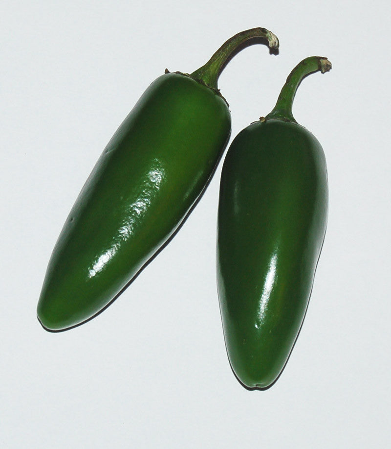 Close-up of two glossy green Jalapeño Early peppers, perfect for growing in cooler climates and harvesting in 65 days.