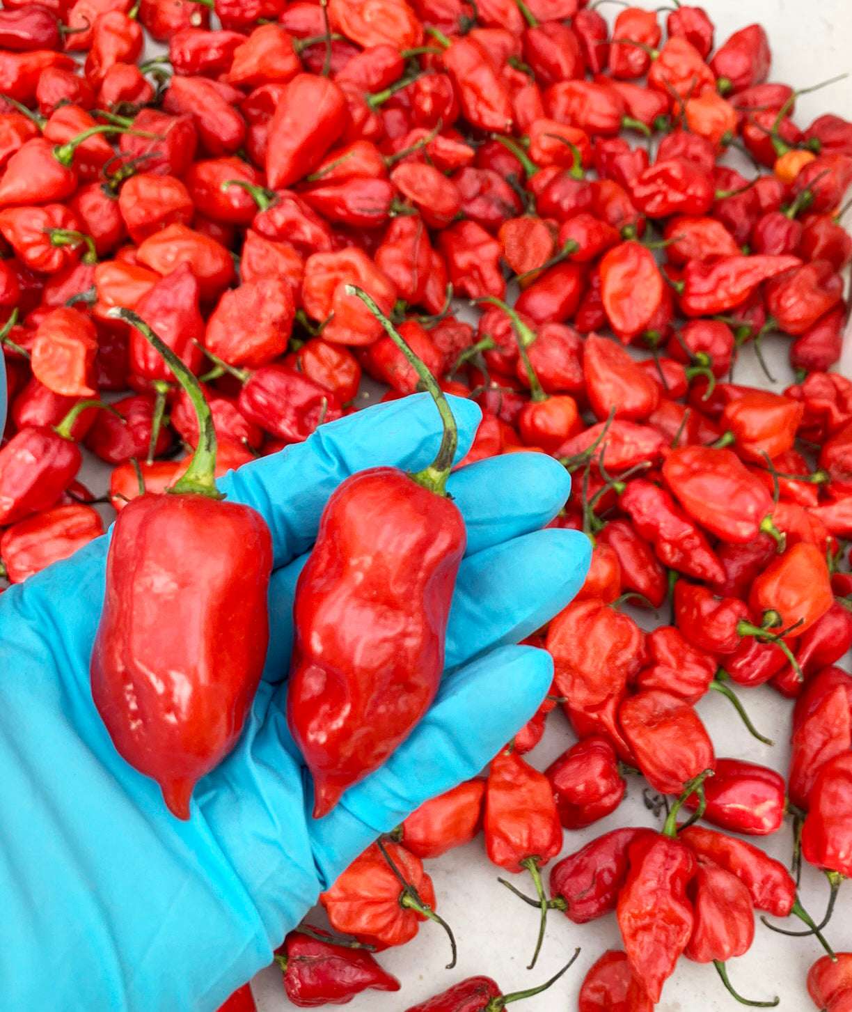 Hand wearing a blue glove holding three bright red, wrinkled chili peppers with green stems, surrounded by a large pile of similar peppers