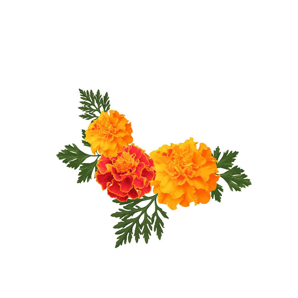 Close-up of Marigold Sparky Mix flowers in red and orange hues with green foliage, perfect for pollinator-friendly home gardens.