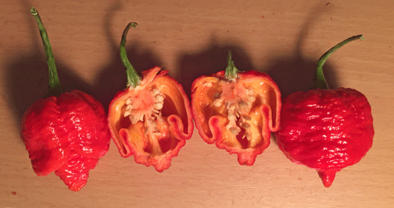 Trinidad Moruga Scorpion Seeds - Sandia Seed Company