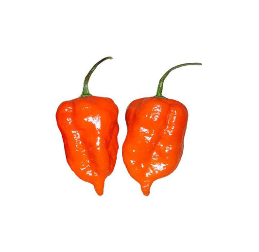 Two ripe Habanero Orange peppers with glossy skin, showcasing the intense flavor and extra hot heat of this heirloom chile variety.