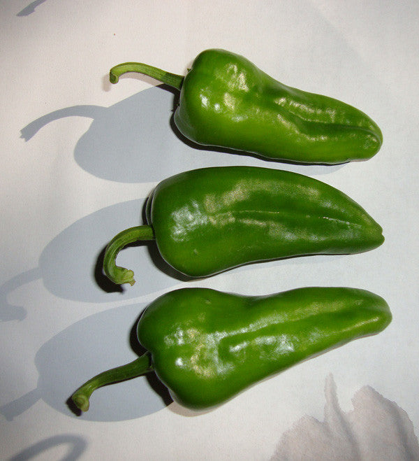 Three green Padron peppers on a white surface, displaying their mild, sweet flavor and productive heirloom characteristics.