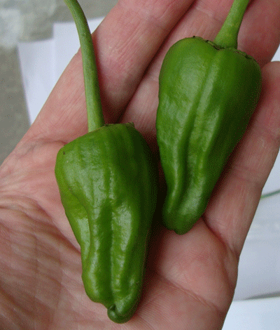 Two Padron peppers held in a hand, emphasizing their compact size and suitability for quick-growing gourmet sweet heirloom gardens.