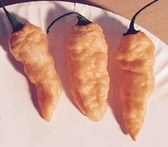 Bhut Jolokia Peach Seeds - Sandia Seed Company