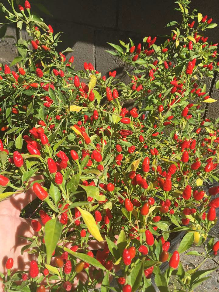 Bird Pepper Seeds - Pequin/Piquin plants loaded with small red peppers growing densely, perfect for home gardens seeking fiery heat.