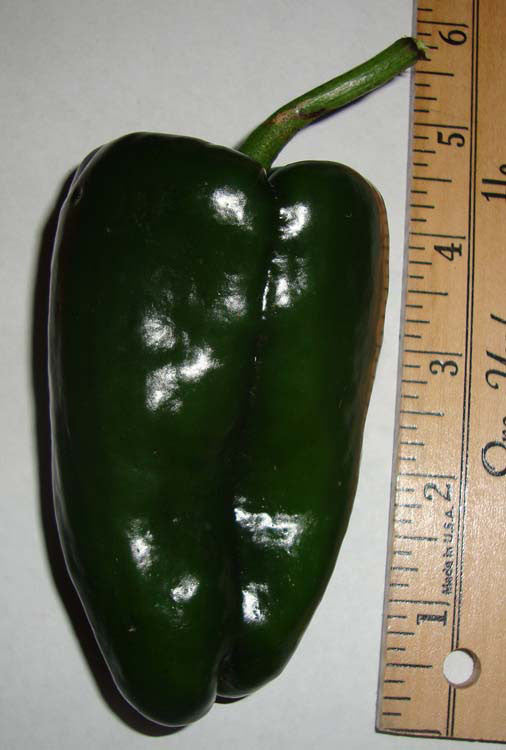 Large poblano pepper next to ruler showing size over 4 inches, grown from heirloom seeds perfect for rellenos and mild sauces.