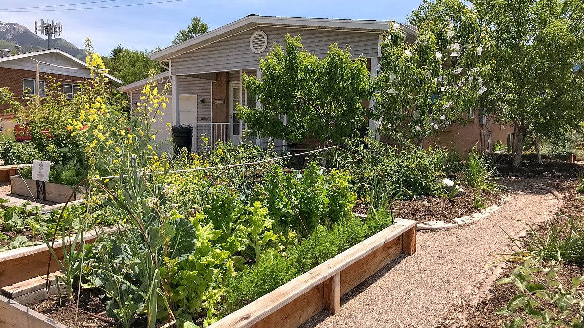 Thriving home vegetable garden grown from Food Garden - 20 Vegetable Seed Packets, showcasing raised beds with lush produce.