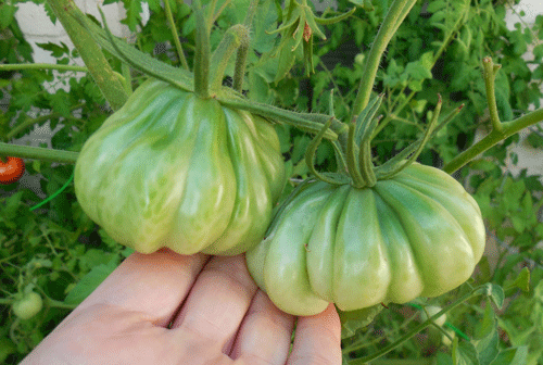 Unripe Zapotec Pleated Tomatoes growing on the vine, showcasing their distinct pleated shape and vibrant green color in a garden setting.