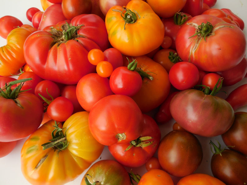 Fastest Growing Tomatoes - tomato varieties on table

