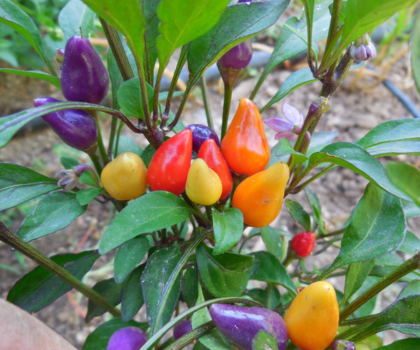 Are rainbow peppers real? – Sandia Seed Company