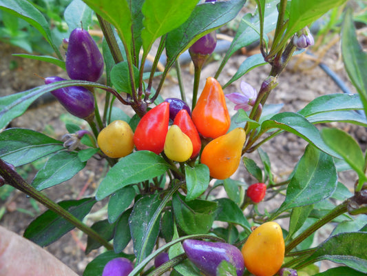Are rainbow peppers real?