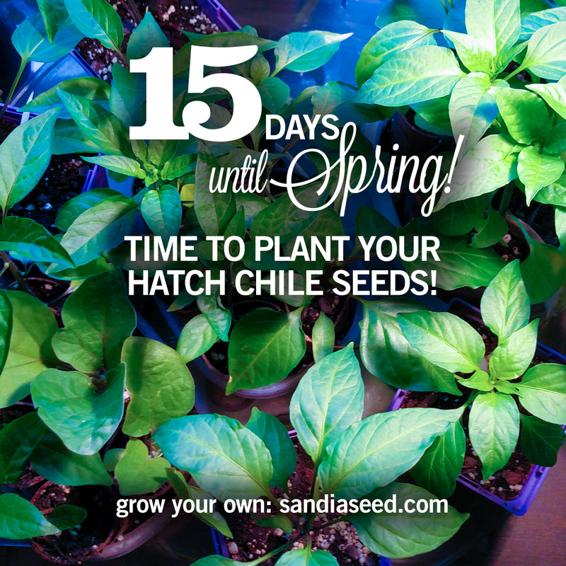 15 Days Until Spring – Time to Plant Hatch Chile