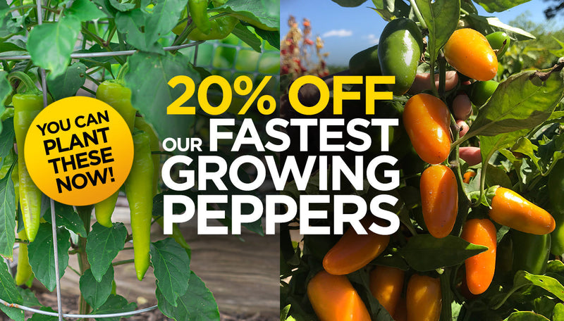 Seed Discounts: 20% off our Fastest Growing Peppers!