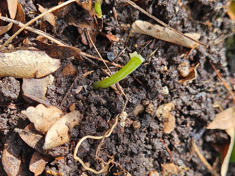 What is eating my cucumber seedlings? Cutworms, slugs, rabbits, oh my!