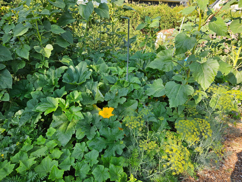 Can you eat squash leaves?