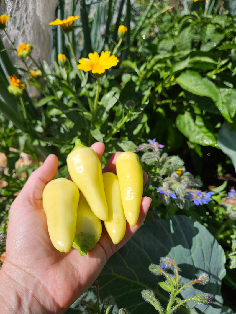 Golden Jalapeno Seeds