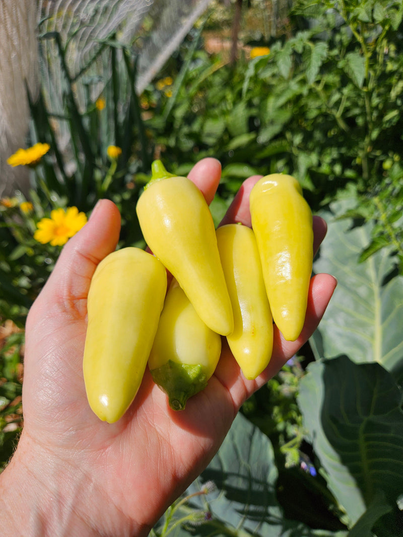 Best peppers to Grow - Our top picks include Jalapeno Jaloro!