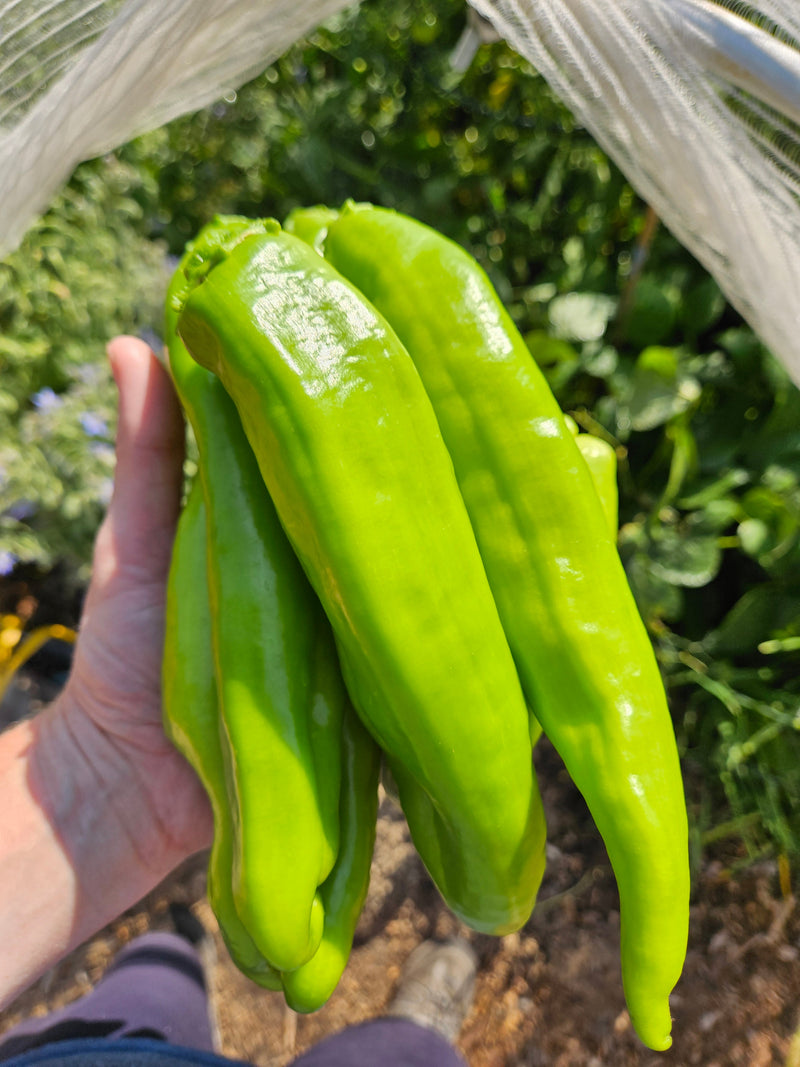 A close-up of green peppers being harvested from a pepper plant, illustrating whether picking peppers encourages more growth, in an outdoor garden setting.