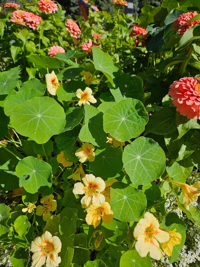 20% OFF SEEDS TO PLANT IN MAY & JUNE