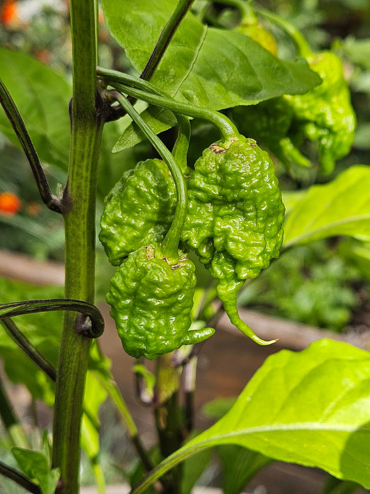 What to do with unripe Peppers