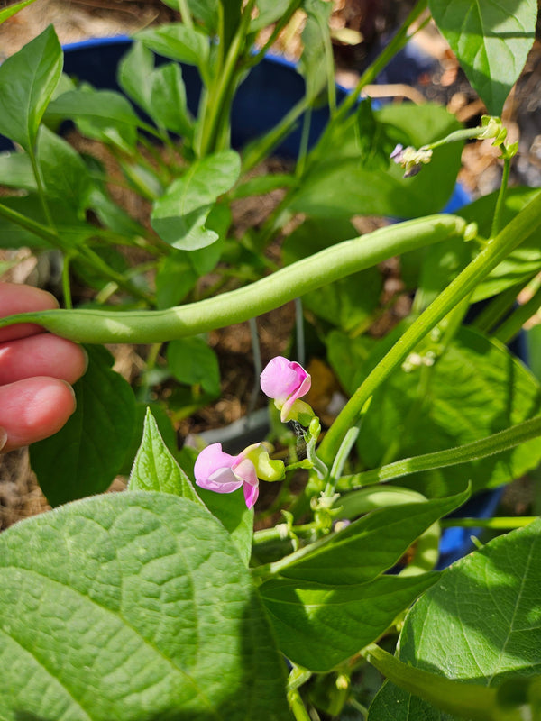 Bush Beans - Best Companion Plant for Peppers