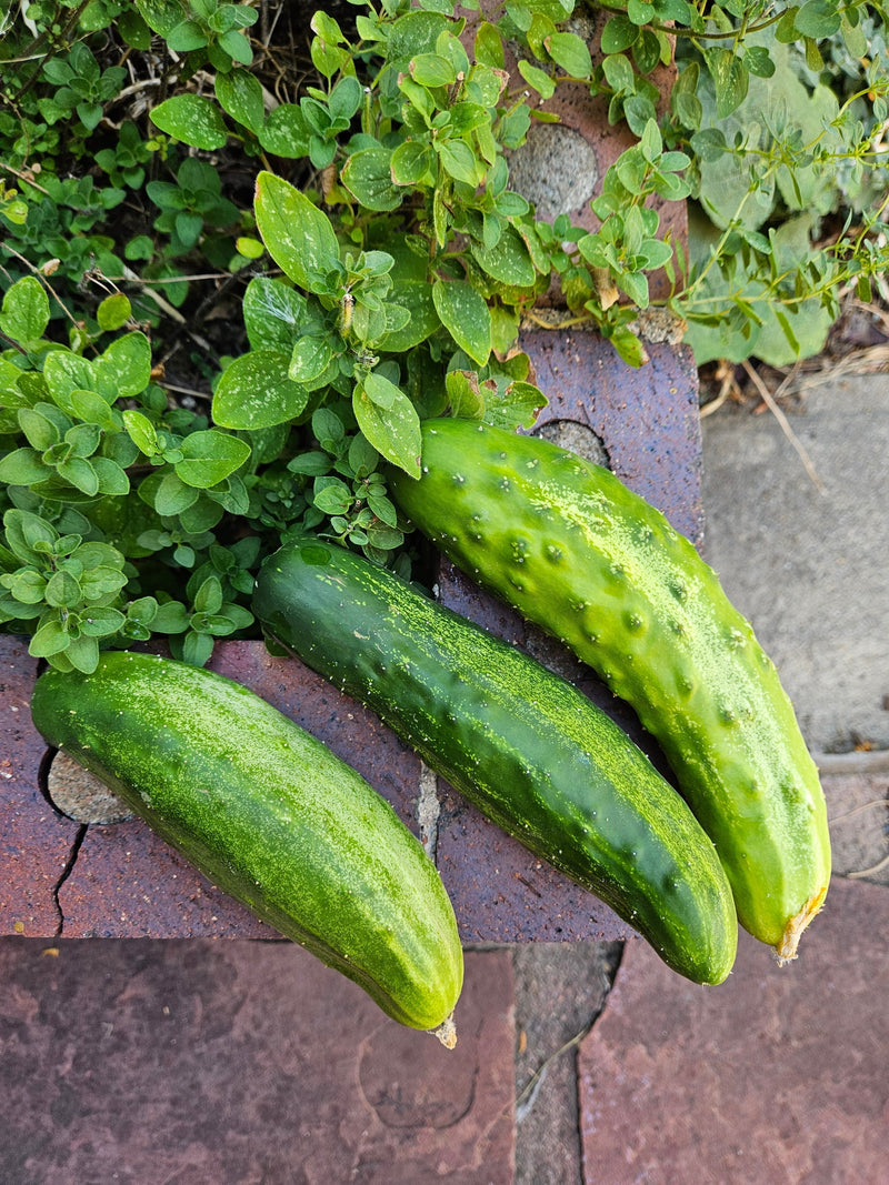 How to store cucumbers until you have enough to pickle?
