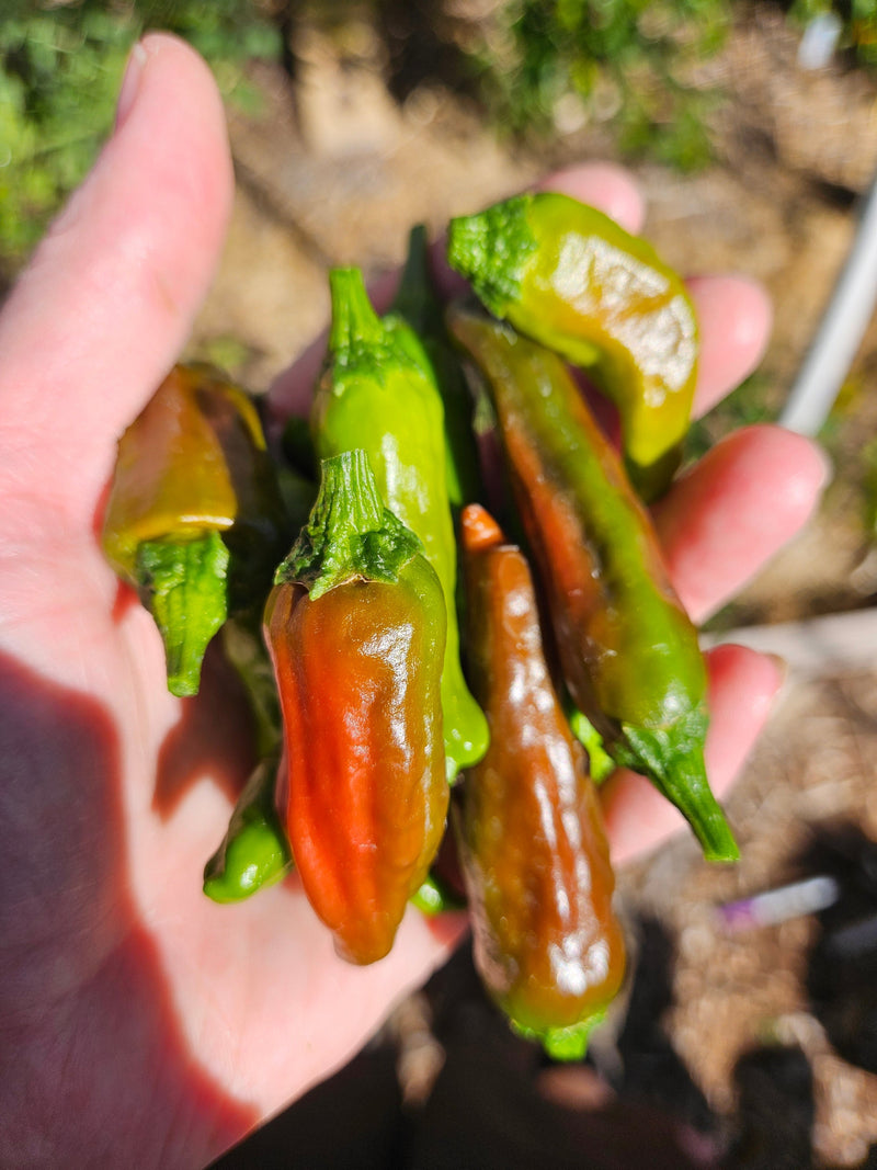 What to do in your Garden in September