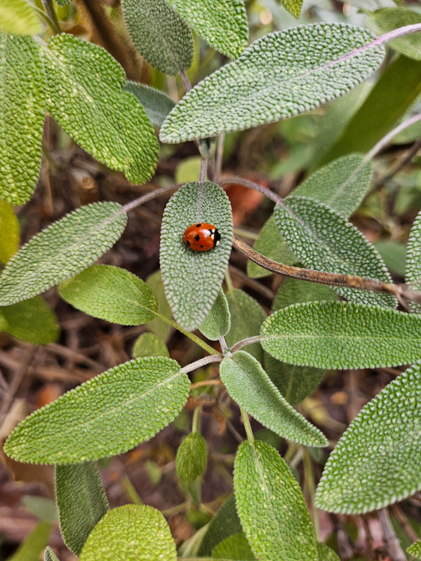 Companion Planting Herbs