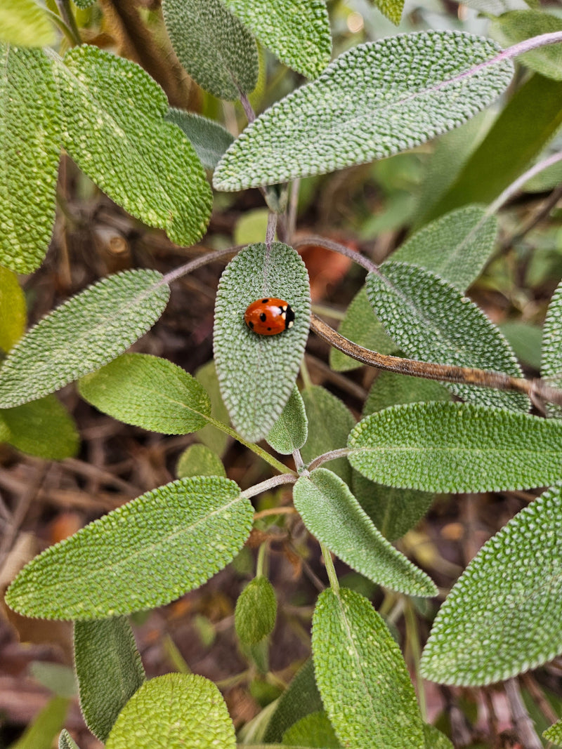 Companion Planting Herbs