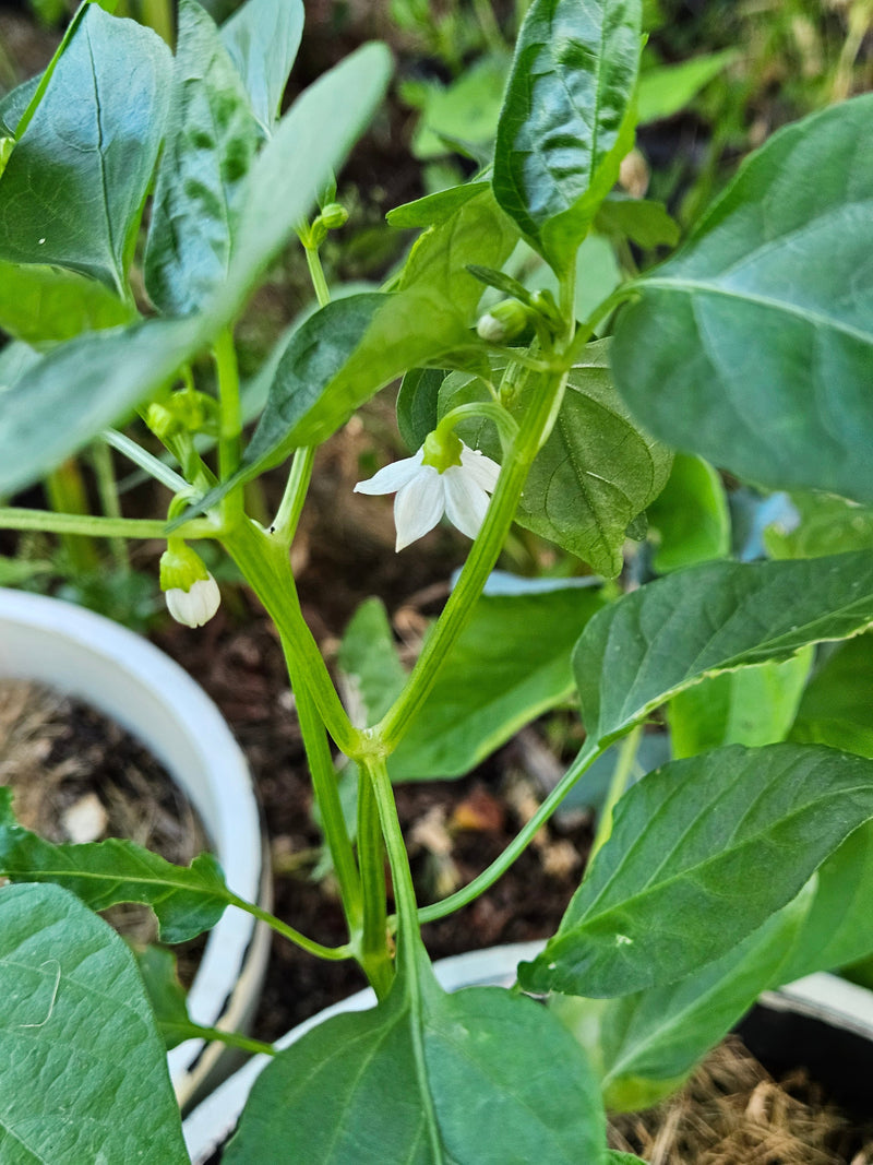 Pepper Flower Drop - are your peppers dropping flowers?
