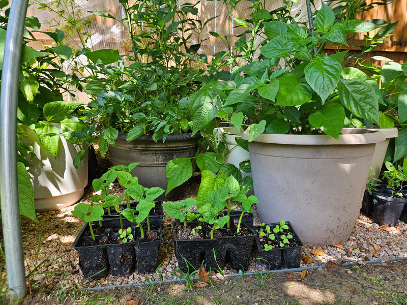 Vegetable Garden Hacks - start seeds all the time!