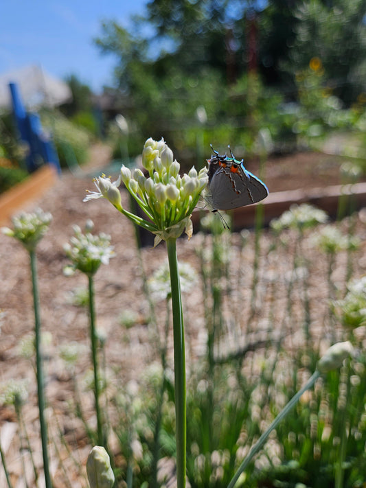 What are the benefits of garlic chives? They attract pollinators and beneficial insects!