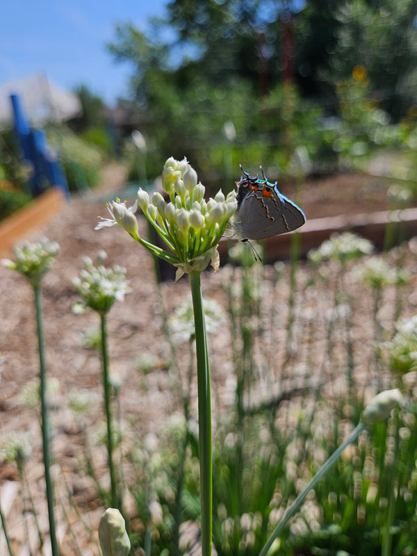 What are the benefits of garlic chives? They attract pollinators and beneficial insects!