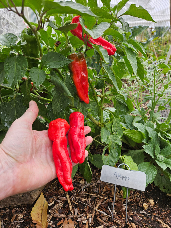 Heat Loving Vegetables - grow from seed! - Aleppo peppers love the heat