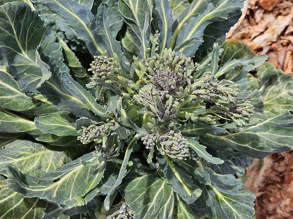 Trap Crops: Overwintered Cabbage acts as a Beneficial Insect Nursery