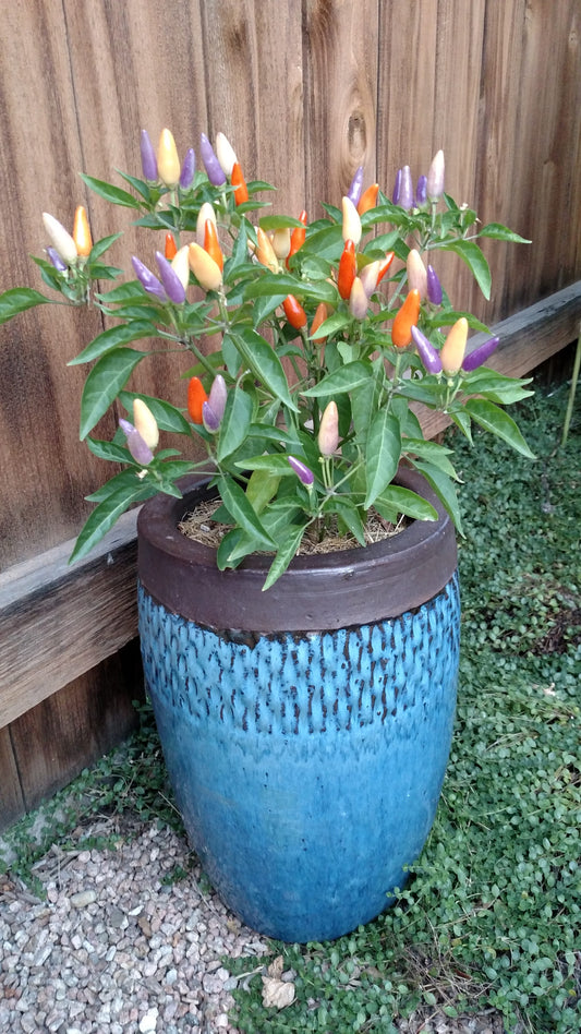 Growing Chili Peppers in Pots