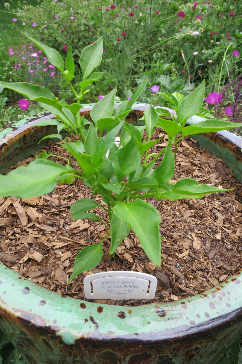 How Often to Water Pepper Plants in Pots: Pepper plant in pot

