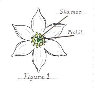 Backyard Chile Breeding - diagram of a pepper blossom

