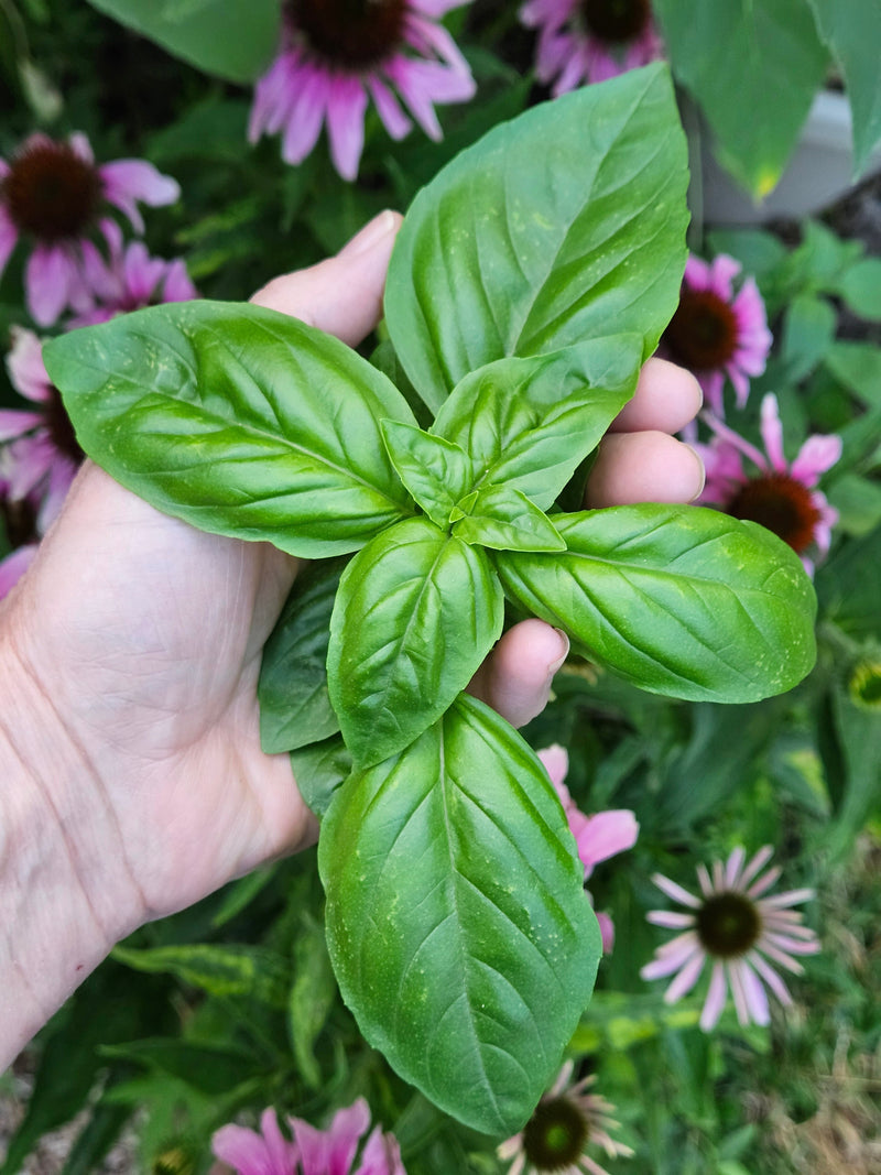 How to store fresh Basil from the Garden