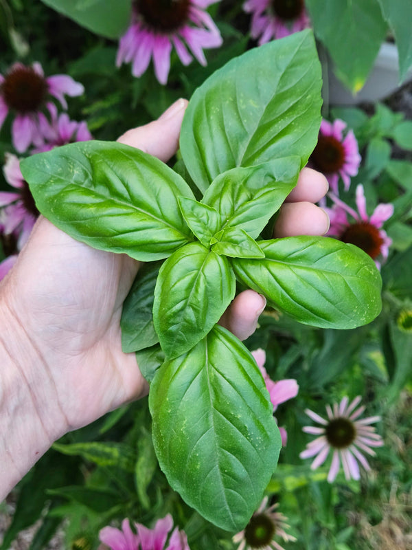 20% OFF ALL OF OUR FASTEST GROWING VEGETABLE SEEDS!