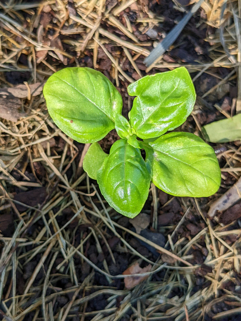 A young green seedling emerging from soil with straw mulch, illustrating what seeds to plant in August for a healthy garden.