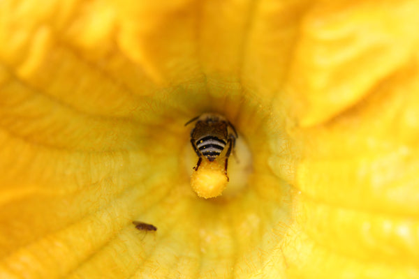 Why grow Cucurbits? For food and support native squash bees!