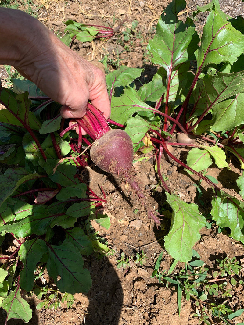 Spicy Beet Greens Recipe - beet greens shown in garden

