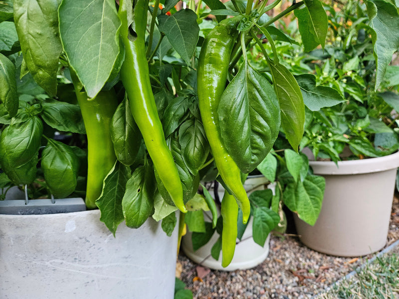 Growing Chili Peppers in Pots