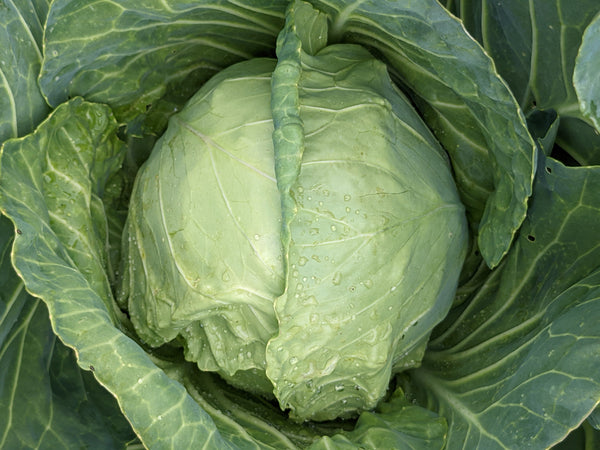 How Cold can Cabbage Tolerate?