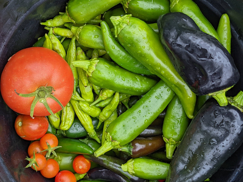 A variety of fresh pepper and tomato harvest, including green peppers, black pepper, and ripe red tomatoes, ideal for planting or culinary use.