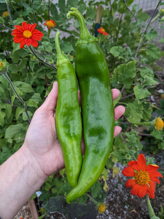 Big Jim Pepper Plants started from Seed